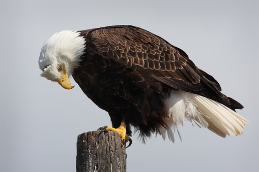 A single bald eagle - Haliaeetus leucocephalus - is perched atop a post in the process of preening.  The eagle is close-up, centered in the horizontal frame, head toward the left side and facing downward looking at its own underside, tail toward the right.
