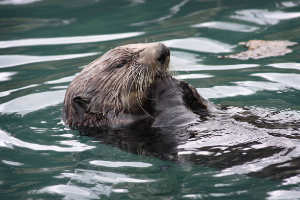 istock Sea Otter Enhydra lutris Floating Close Up 1788112865