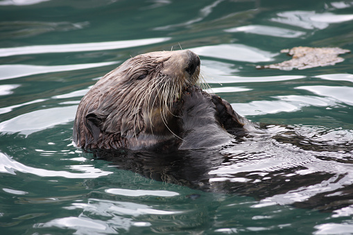 A single sea otter floats on its back in green water, close up, centered within the horizontal frame, paws at its mouth, head pointed toward upper right corner of frame.