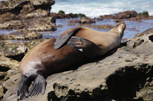 A single brown Stellar sea lion reclines atop a coastal rock - close-up, diagonally and centrally positioned in the horizontal frame, head toward upper right corner and hind flippers at lower left.  Its fore flippers are crossed and resting on its belly.  The backdrop is coastal rocks with a sliver of ocean surf at the top.