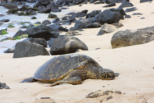 Tranquil scene of a green sea turtle sleeping on a beautiful beach on Maui.