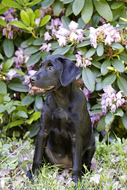 istock Black Labrador Retriever puppy 178811475