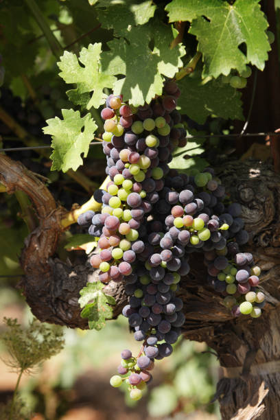 grande cacho de uvas concord sob luz solar filtrada - quercetin - fotografias e filmes do acervo