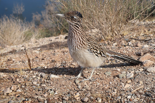 A single roadrunner bird - Geococcyx californianus - stands in desert gravel in profile, just right of center of the horizontal frame, close-up, facing to the left.