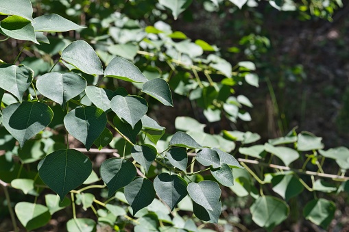 Chinese Tallow Tree (Triadica sebifera) leaves canopy in Houston, TX. Asian tree which has become an invasive and noxious species in the Southern USA.