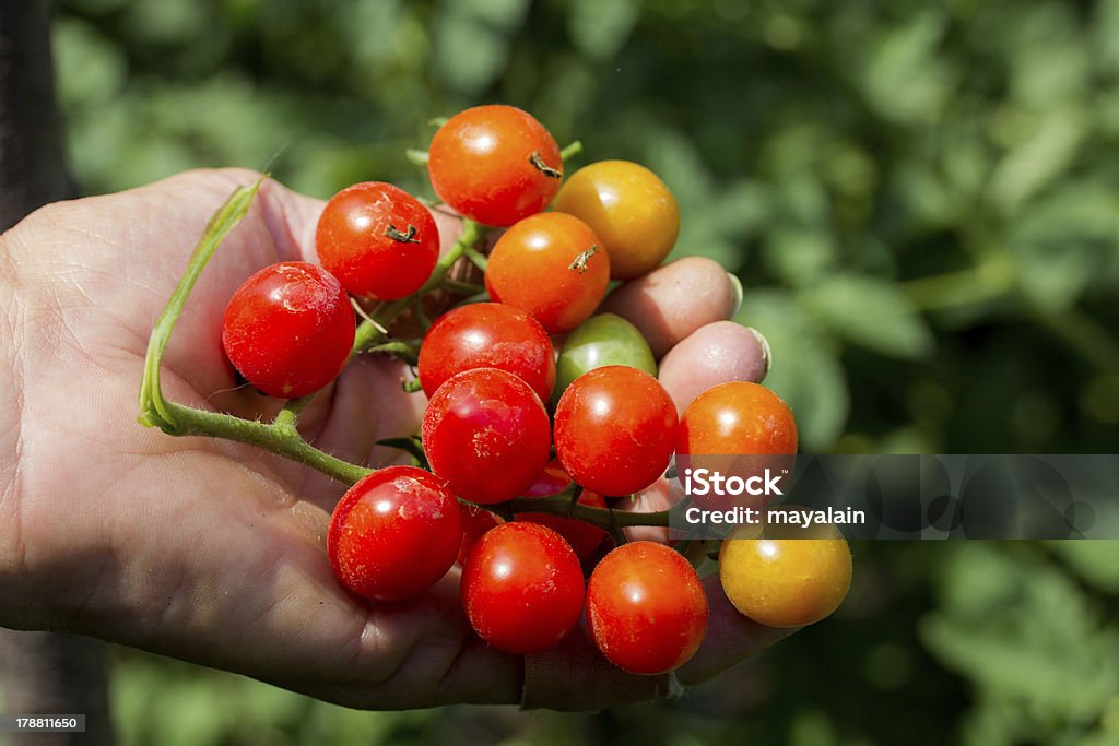 Agricultor com Tomate orgânico - Royalty-free Agricultor Foto de stock