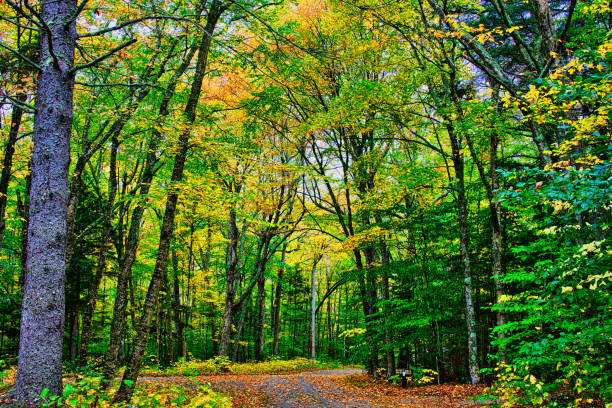 Brightly colored trees along a hiking path in autumn. Flume Gorge, Franconia Notch State Park, New Hampshire.