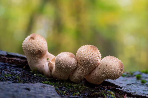 Cтоковое фото грибы в лесу