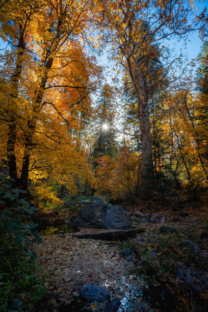 istock Beautiful fall foliage at Workman Creek in Tonto National Forest 1788120900