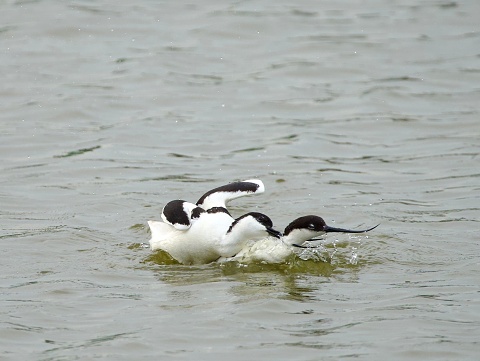 The small Pied Avocet birds wade in the shallow waters of a pond
