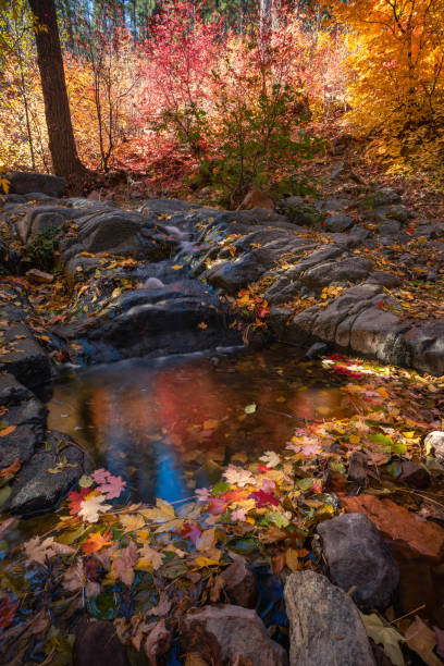 istock Workman Creek flows through vibrant fall foliage on a cold November morning in Tonto National Forest 1788121948