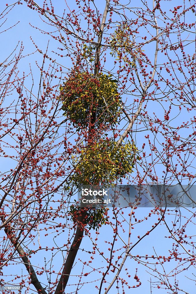 Vischio su un albero - Foto stock royalty-free di Albero