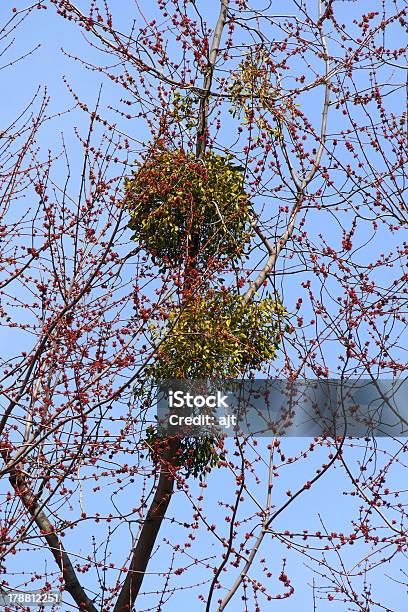 Foto de Visco Em Uma Árvore e mais fotos de stock de Europa - Locais geográficos - Europa - Locais geográficos, Flora, Fotografia - Imagem