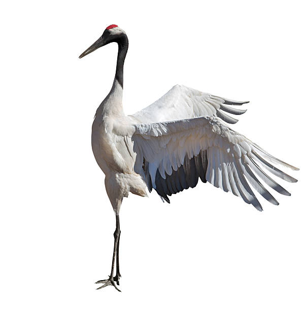 istock dancing single japanese crane on white 178812324
