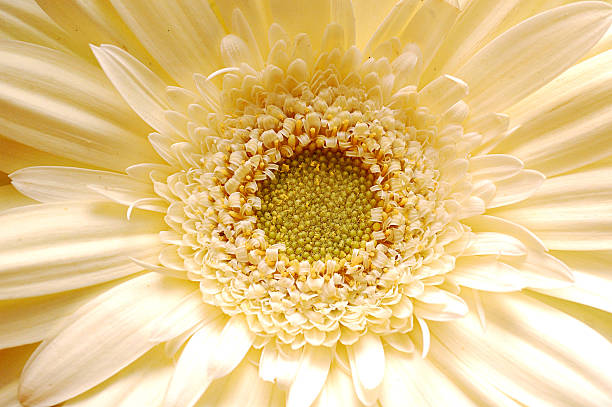 Gerbera - foto de acervo