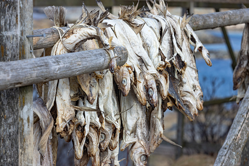 Drying fish in salt, traditional custom for food preservation in Dalmatia, Croatia