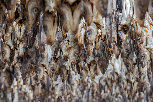 stockfish hanging to dry on the Lofoten Islands. Wooden pyramid-shaped racks are scattered across the landscape, built on rock formations along the shore, on islands, and along the beaches. These racks are used to hang the cod during the drying process, which relies on the cold Arctic wind; Lofoten, Norway