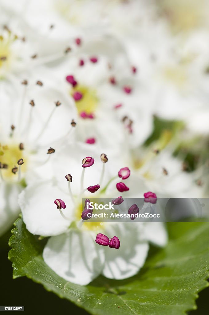 Цветок общих Боярышник - Стоковые фото Без людей роялти-фри
