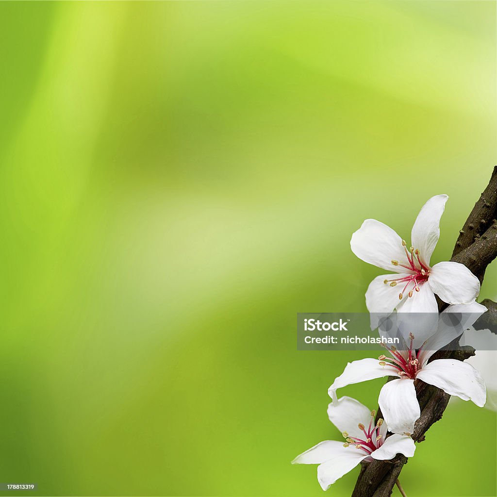 TUNG ARBRE FLEUR EN MAI - Photo de Montana - Ouest Américain libre de droits