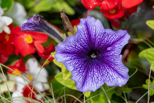 Close up of a purple garden petunia in bloom