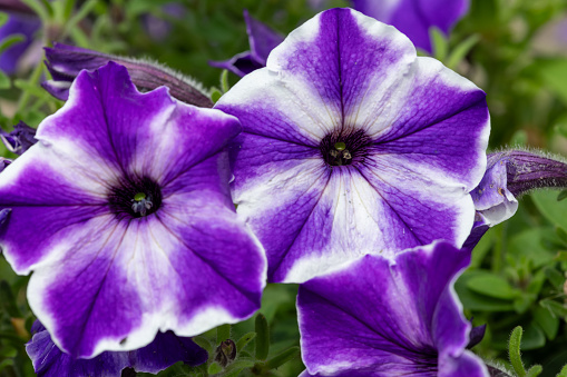 Close up of purple and white garden petunias in bloom