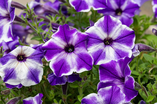 Close up of purple and white garden petunias in bloom