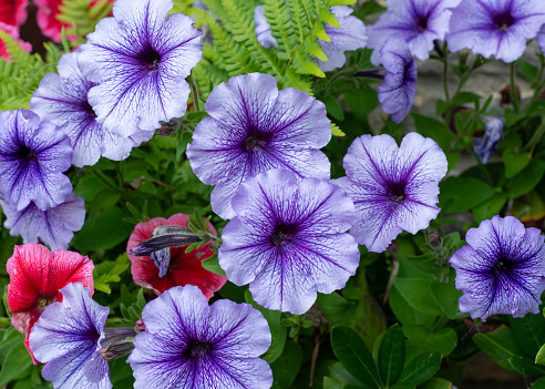 Close up of purple garden petunias in bloom
