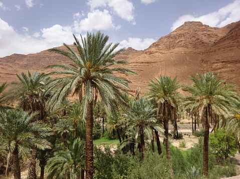 Palm trees, Oasis Aït Mansour, Morocco