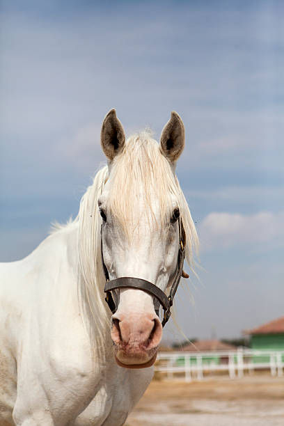 istock White Stallion Arabian Horse 178813940