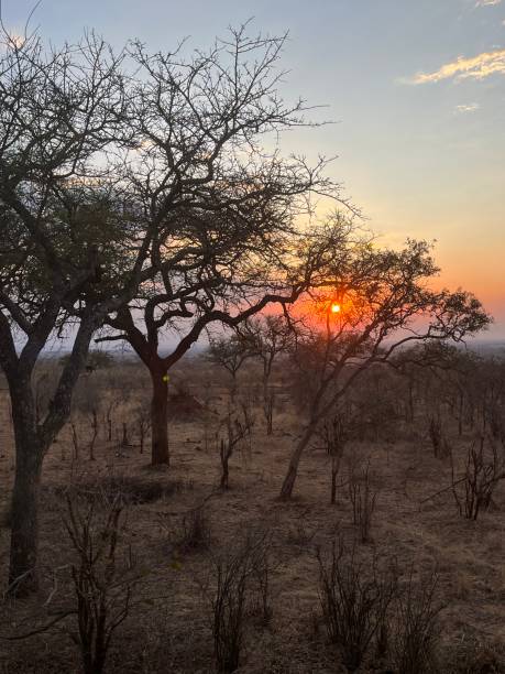 istock African Sunset in Tarangire National Park 1788140017