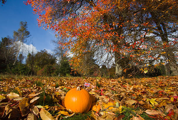 A pumpkin with a coctail stick inserted in it, in the grounds of Sheffield Park. The flag on the stick is the Union Jack.