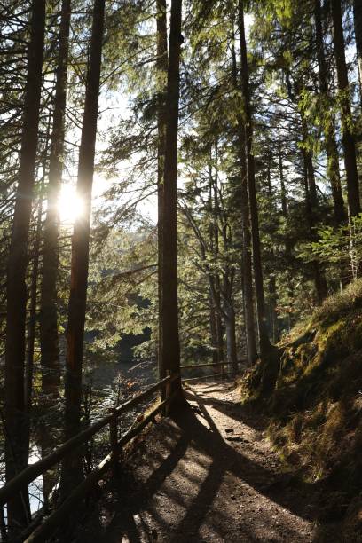 istock Beautiful green trees in forest on sunny day 1788142620