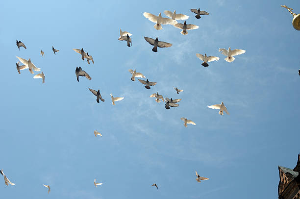 istock Pigeons flying in the sky 178814402