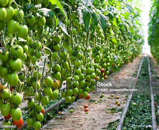 Hydroponic Tomaten Pflanzen Im Gewächshaus Stockfoto und mehr Bilder von Arbeitsstätten - Arbeitsstätten, Bauwerk, Bildschärfe