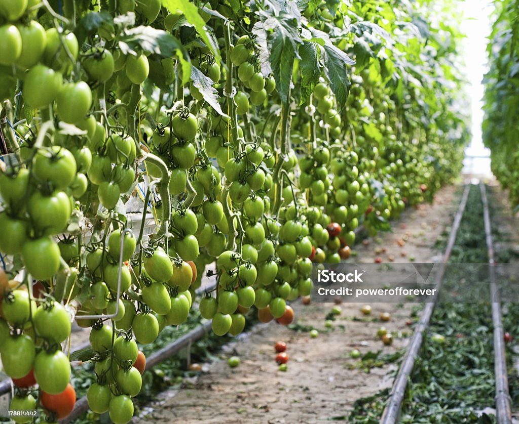 Hydroponicznych roślin pomidorów w szklarni - Zbiór zdjęć royalty-free (Aranżacja)