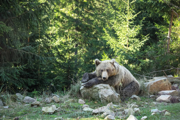 istock Brown bear in forest, space for text. Wild animal 1788145896