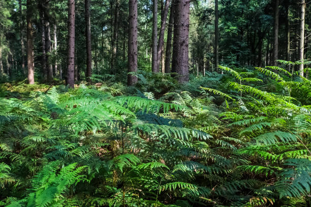 Beautiful view into a green forest with sunlight casting deep shadow.