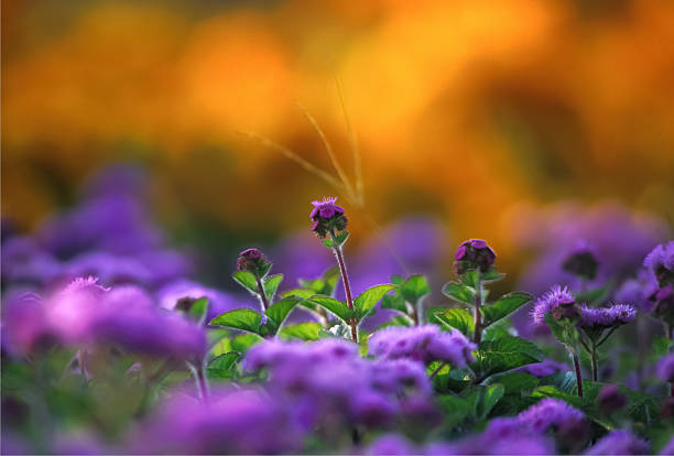 Parterre de fleurs, qui vous permettra de briller - Photo