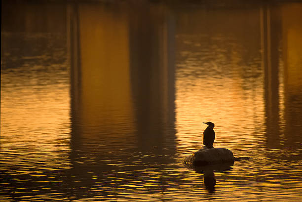 Surface de la rivière qui scintille au soleil couchant avec oiseau - Photo