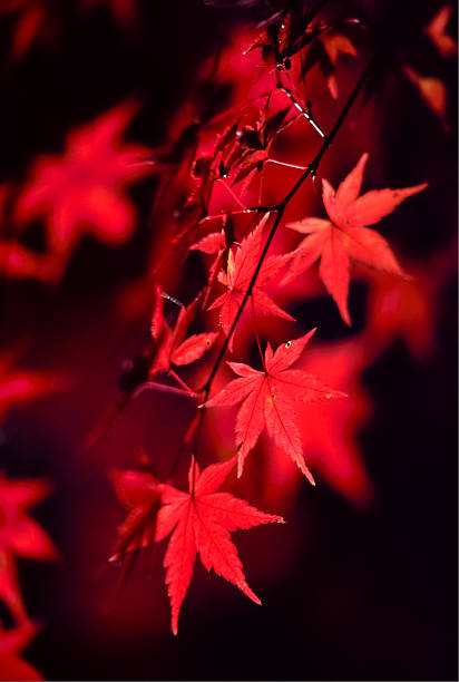 가을맞이 나뭇잎색 스톡 사진