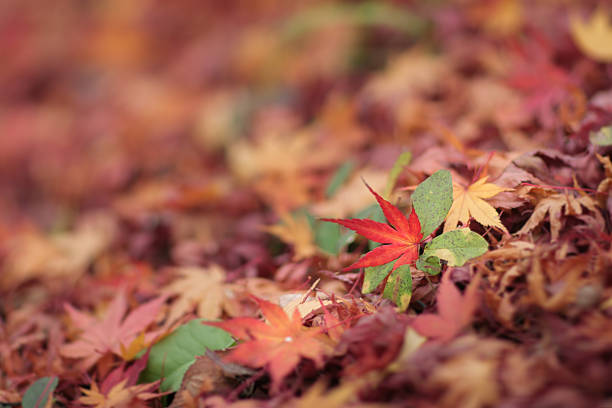 가을 잎 스톡 사진