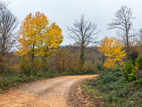 Country road in autumn