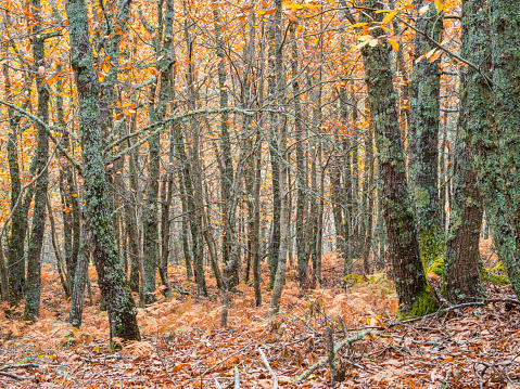 Chestnut forest in autumn