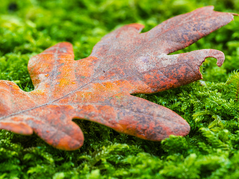 Oak leaf in autumn on the ground on moss