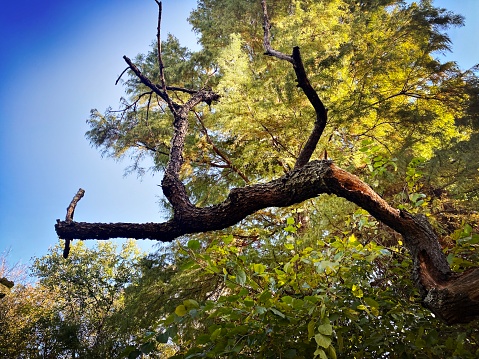 Dead Tree Branch Against Green Leaves