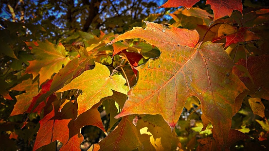 Close Up - Autumn Leaves