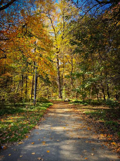 istock Wooded Walkway Path in Autumn 1788160610