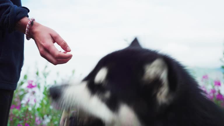 Person Giving Egg To Alaskan Malamute Dog. closeup