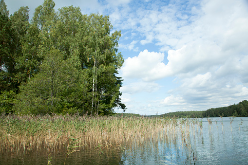 The scenic view of Baltis Lake shore covered with reeds in early Autumn (Lithuania).