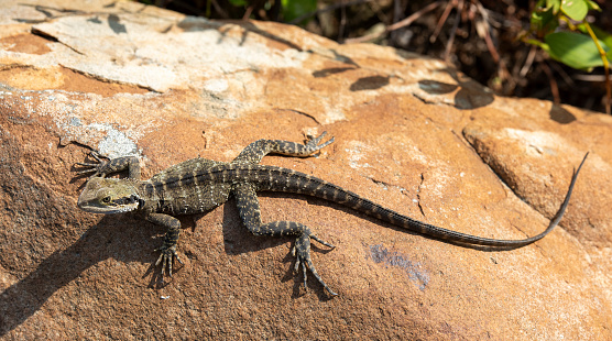 Water dragon on the north coast of New South Wales.